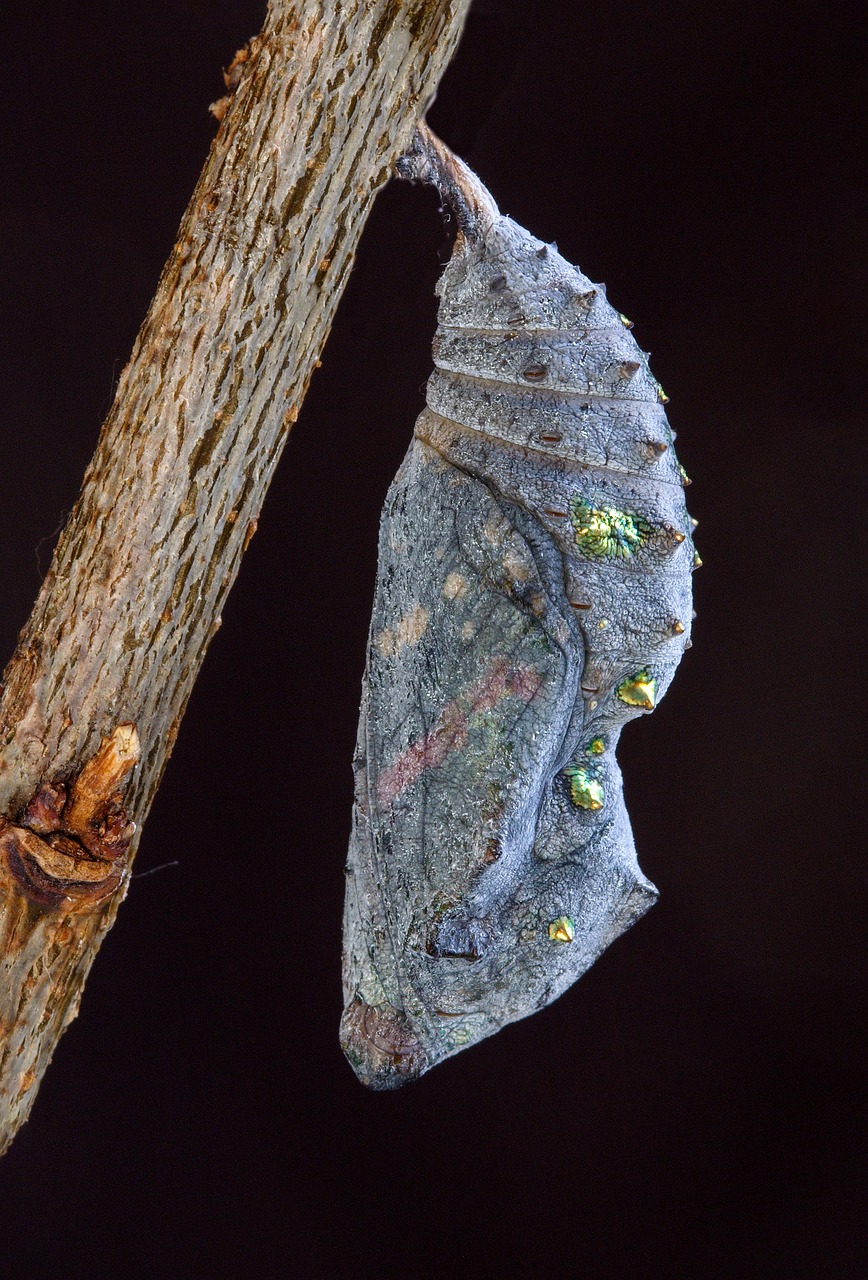 red admiral, pupa, cocoon-3978413.jpg